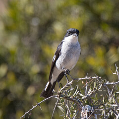 Addo Elephant National Park: Fiscal flycatcher perched high on a tree to proclaim its territory