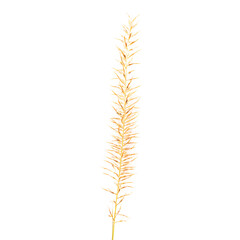 One blade of yellow dry fountain grasses with seed head isolated on a white background.