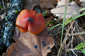 closeup of a bright red mushroom on the ground with autumn leaves