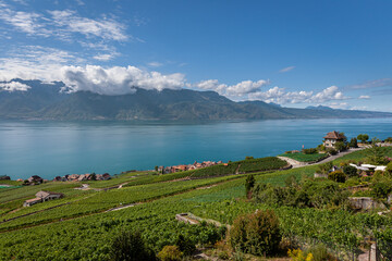 Vignoble en terrasses du Lavaux et vue sur le lac Léman, patrimoine mondial de l'UNESCO, Canton de Vaud, Suisse