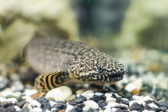 Polypterus delhezi, a species of freshwater fish swimming in the aquarium