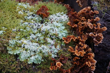 closeup of lichen on tree and small brown wild musrooms