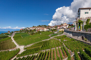 Fototapeta na wymiar Panorama sur le vignoble du Lavaux et le lac Léman, vignes en terrasses, Suisse