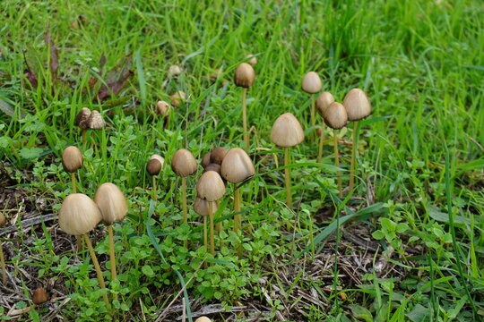 Closeup Of Tiny Tall Mushrooms In The Grass