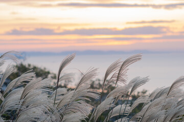 朝陽とススキと海