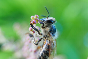 Portrait einer Biene