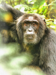 Chimpanzee colorful painting, Pan troglodytes, Kibale forest Uganda.