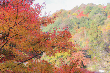 Autumn in Japan, November