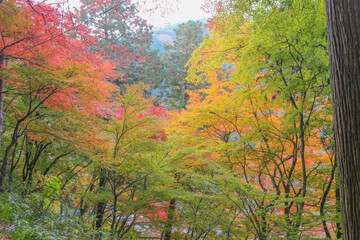Obraz na płótnie Canvas Autumn in Japan, November