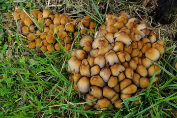 closeup of a cluster of small brown mushrooms in the grass