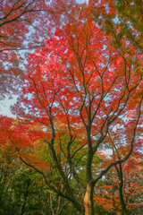 Autumn in Japan, November