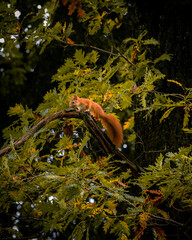 Eichhörnchen am Baum, Marswiese, Wien, Österreich