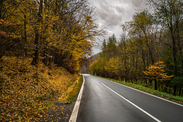 asphalt road in the autumn forest