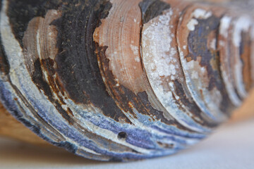 Textured seashell surface