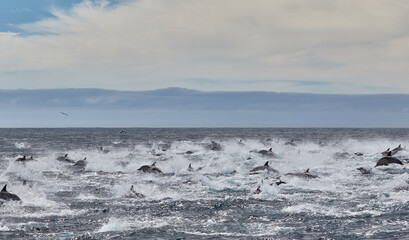 Pod of common dolphins in Algoa Bay, Port Elizabeth