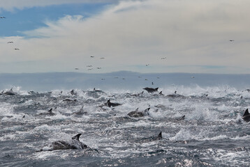 Pod of common dolphins in Algoa Bay, Port Elizabeth