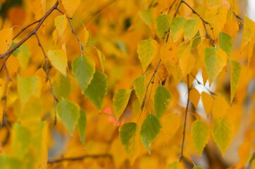 Jesienne żółte brzozowe liście