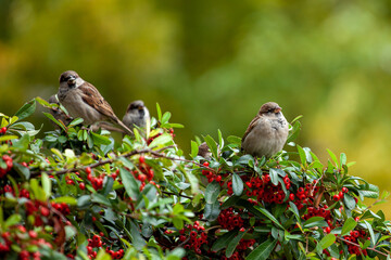 Sparrow sitting on a branch of a shrub with green leaves, autumn time