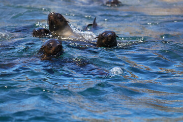 Fototapeta premium Swimming cape fur seals at Algoa Bay