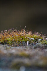 Micro moss on stone