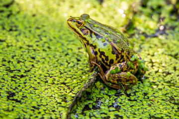 Grasfrosch
