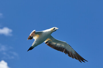 Cape gannet in flight near Bird Island