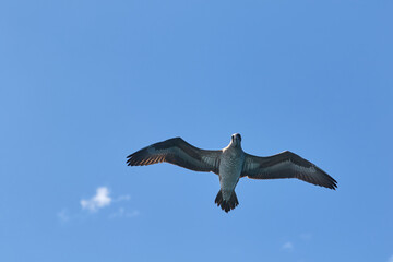 An immature cape gannet in flight