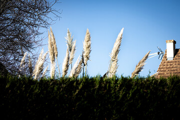 plumeau au dessus d'une haie