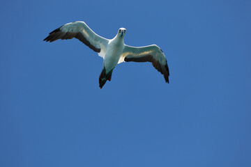 Cape gannet in flight near Bird Island