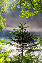 Beautiful sunny morning at the forest with the river