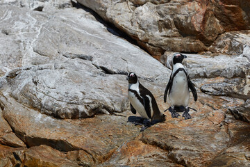 A colony of African penguins at St. Croix Island