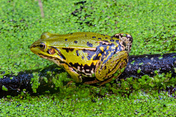 Grasfrosch