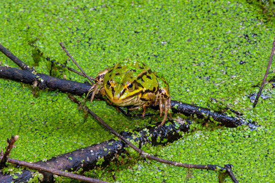 Froschhaut Bilder Durchsuchen 688 Archivfotos, und