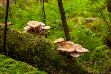 Pilze am Baum im Ummendorfer Ried