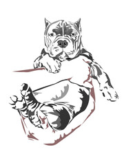 The hand of a man was gently holding the bully dog.