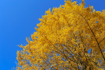 Autumn in Japan, November