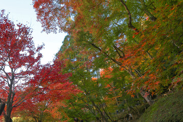 Autumn in Japan, November