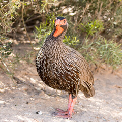 Addo Elephant National Park:L Red-necked spurfowl