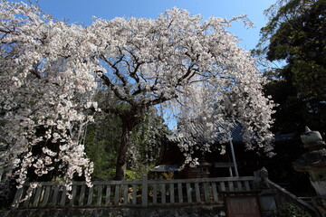 神社のしだれ桜