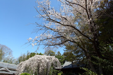 神社の桜