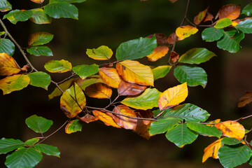 Beautiful Autumn Fall forest landscape with vivid warm Fall colours and variety of trees in woods