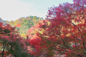 Autumn in Japan, November