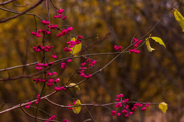 pink flowers bloom on the branches of trees