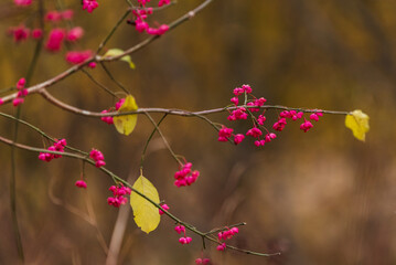 pink flowers bloom on the branches of trees