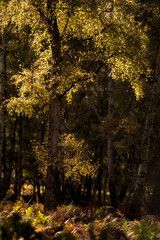 Fototapeta premium Stunning Autumn Fall landscape detail image in colorful woodland in English countryside