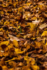 fallen leaves in autumn with their bright colors