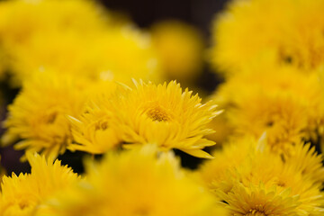 Autumn colorful Chrysanthemums in the garden