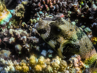 white spotted puffer fish lies between corals on the seabed