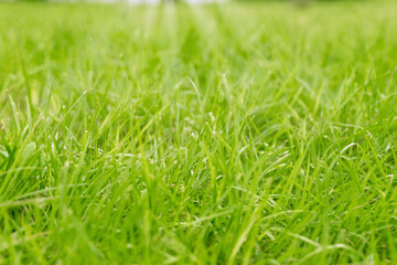 Green grass background pitch with light bokeh in spring time or summer for copy space.