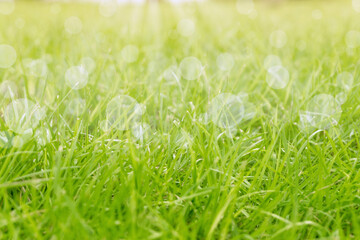 Green grass background pitch with light bokeh in spring time or summer for copy space.